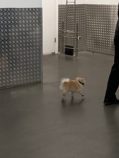 A small, fluffy, tan-colored dog with white paws, wearing black and white booties, is walking on a gray surface. The dog is wearing a black collar. A person's legs and feet, clad in black pants and shoes, are visible in the upper part of the frame. The background includes a wall with a diamond-patterned metal surface and a metal structure. The location is not specified, and there is no way to deduce that from the image. There is no verifiable data to confirm this photo was taken in Solnechnyy, Russia.