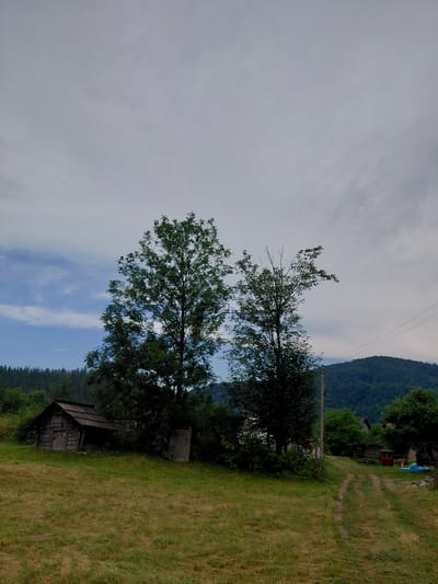This is a vertical, medium-shot, eye-level, outdoor photograph taken in the city of Chernyk, Ukraine. The scene depicts a rural landscape with a weathered wooden shed on the left, nestled amongst trees. Two tall, leafy trees dominate the center of the frame, with their branches reaching towards the overcast sky. To the right of the trees, a dirt path winds its way uphill. In the background, a dense forest blankets rolling hills, and power lines are visible stretching across the frame. The grass in the foreground appears dry and uneven. The overall lighting suggests a cloudy day with diffused sunlight. No people are visible in the image.