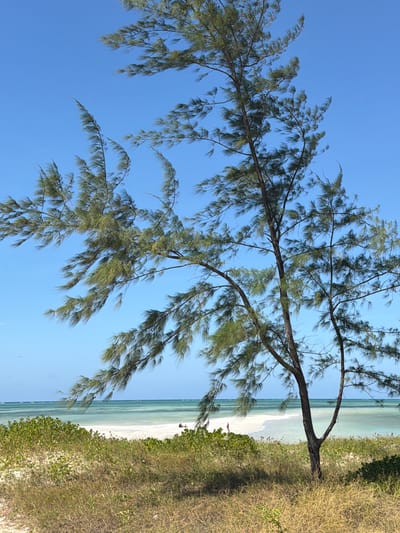 The image shows a beach scene in Muitua, Mozambique. A casuarina tree branches into the clear blue sky, its feathery green needles creating a partial canopy. Adjacent to the tree, a line of beach vegetation transitions into white sand. The turquoise sea meets the sand, forming a distinct shoreline. There are two figures on the beach in the distance.