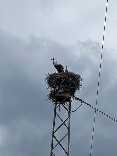 In Svaliava, Ukraine, two storks are perched atop a large, messy nest constructed of branches and twigs. The nest is situated on a metal tower that appears to be a utility pole, with wires extending from it and into the sky. The sky above is overcast with dark, heavy clouds, suggesting a gloomy or stormy day. The storks are white with black markings, and one is facing left while the other faces forward. The overall scene is dominated by the muted tones of the sky and the weathered appearance of the nest and tower.
