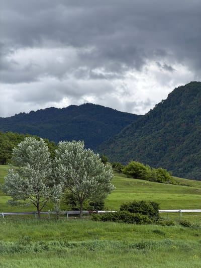 The image depicts a landscape with mountains, a grassy field, trees, and a cloudy sky. In the background, a large, forested mountain rises, partially obscured by dark, overcast clouds. In the foreground, a lush green field covers the land, and there are two trees with light-colored foliage alongside what appears to be a fence or utility pole structure running vertically along the hillside. The location appears to be in a natural setting, and the image suggests a rural or semi-rural environment. There are no people visible. The scene seems to be taken in the city of Chkalov, Armenia.