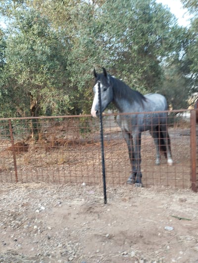A dapple grey horse with a dark mane stands in a fenced enclosure. The horse is facing the left side of the frame, with its head turned towards the viewer. It has a white blaze on its face. The enclosure is made of wire mesh with rustic metal posts and is surrounded by dry vegetation and small stones. In the background, there is a dense arrangement of trees with green foliage, indicative of an outdoor, possibly rural setting. The lighting suggests it is daytime, with the sun casting some shadows. The location appears to be within the Menashe Regional Council in Israel, based on the provided context.