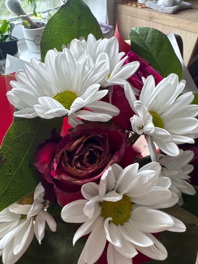 A close-up shot captures a bouquet of flowers, including several white daisies with yellow centers and a deep red rose that appears to be wilting. The flowers are arranged against a backdrop of red paper. Green leaves are interspersed throughout the bouquet. In the blurred background, a windowsill with potted plants is visible. The scene is indoors, suggesting it is a still life arrangement. The overall impression is one of vibrant colors, with the wilting rose adding a touch of melancholy. There are no people present in the image, and no actions or interactions are depicted.