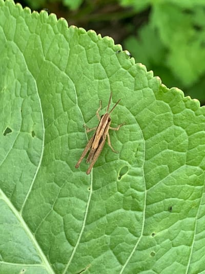 A close-up shot captures a small, brown grasshopper resting on a vibrant green leaf. The leaf's surface is textured with a network of raised veins, and its edges are serrated. The grasshopper, positioned in the center of the frame, has its legs tucked beneath its body and its antennae extended. The background is a blur of green, indicating foliage. The scene suggests a natural outdoor setting, possibly a garden or a park. The image does not provide any information about the location in the city of Ustinovka, Russia, or any other geographical details.