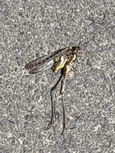 The image shows a dead insect lying on a textured, grey surface that appears to be asphalt or concrete. The insect is viewed from above, and its body is elongated with visible wings, legs, and antennae. The wings are patterned with dark markings. The insect has a yellowish abdomen. One of its legs is extended to the right, and the other two are bent. The surface it rests on is rough and granular, with variations in light and shadow suggesting an outdoor setting, possibly under natural light. There are no people or any other discernible objects or text in the image. The focus is solely on the deceased insect against the neutral background. The lighting suggests it could be daytime, but the exact time of day or weather conditions cannot be determined. The setting is a generic outdoor surface, providing no specific location cues beyond the material of the ground.