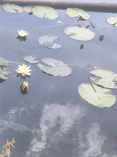 The image displays a close-up view of a body of water, likely a pond or canal, with several water lilies and lily pads floating on the surface. Two white water lilies are in bloom, one to the left and another slightly to the right and lower. Both feature delicate white petals with yellow centers. Next to the lower lily, a single lily bud is visible, partially submerged and closed. Various lily pads, ranging in color from deep green to a more muted, slightly purplish hue, are scattered across the water, some with distinct veining. A few lily pads show signs of wear, with small tears or imperfections. Reflections of white clouds are prominent in the dark water, suggesting it is daytime with overcast or partly cloudy skies. A thin, pale brown plant stalk with small, feathery seed heads emerges from the lower left corner of the frame, adding a touch of natural detail. The scene is serene and tranquil, characteristic of a natural outdoor setting. The overall lighting indicates it is likely daytime, though the cloudy reflections make it difficult to pinpoint the exact time. The location context provided is Boskoop, Netherlands, a region known for its horticultural production, including water lilies. No text is visible in the image.