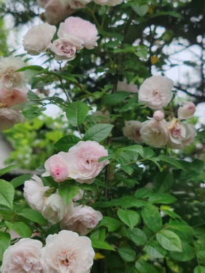 The image depicts a close-up view of a rose bush with numerous pale pink and white flowers in bloom. The flowers are delicate and multi-petaled, with some in full bloom and others in bud. Lush green leaves surround the flowers, creating a vibrant contrast. The background is softly blurred, suggesting an outdoor setting, possibly a garden or park, with hints of sky and foliage visible. The image does not contain any people, explicit actions, or interactions. The specific location in Kiparisovo-2, Russia is not visually discernible from the photograph.
