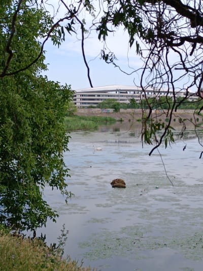 The image depicts a body of water, likely a river or lake, in Târgu Jiu, Romania, with a large, modern building visible in the background. In the foreground, a dense cluster of green foliage from trees frames the scene, with bare branches also obscuring parts of the view. The water's surface is partially covered with aquatic plants, and a lone swan swims near the center. A small, brown object, possibly debris or a nest, floats in the water to the left of the swan. The building in the background appears to be a contemporary structure with multiple levels and a distinctive roofline, set against a backdrop of a light sky. The shoreline between the water and the building is lined with vegetation and a concrete embankment with graffiti. The overall atmosphere is calm and natural, juxtaposed with the man-made structure.