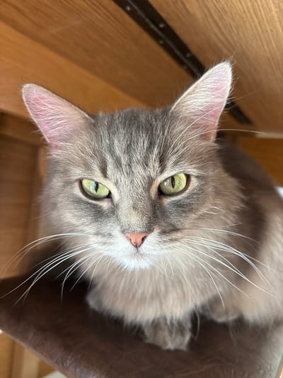 The image is a close-up, overhead shot of a gray cat's face. The cat has striking green eyes with dark pupils and long, white whiskers. Its ears are pointed and pink on the inside, with fine white hairs. The cat's fur is a mix of gray and lighter shades, with some tabby markings visible on its forehead and cheeks. Its nose is a soft pink. The cat appears to be resting or observing something off-camera, with a calm and alert expression.
The background is softly blurred, with hints of warm, wooden textures and dark brown upholstery, suggesting an indoor setting, possibly a piece of furniture like a chair or sofa. The lighting is natural, creating soft shadows and highlighting the cat's features. There is no visible text in the image. The overall impression is intimate and peaceful, focusing on the beauty of the animal.