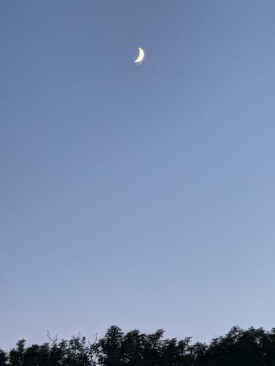 The image displays a crescent moon in a clear, pale blue sky. The moon is positioned in the upper center of the frame. Along the bottom of the image, a dark silhouette of a line of trees creates a stark contrast against the sky. The trees appear dense and their foliage is not discernible in detail due to the backlighting. The overall scene is tranquil and suggests either dawn or dusk. There is no visible presence of people or any urban elements, and thus no specific location within the city of Hraniv, Ukraine can be determined.