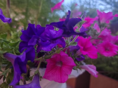 This is a close-up, shallow depth of field photograph of a cluster of petunia flowers in various shades of purple and pink. The flowers are in bloom and appear to be planted in a pot or hanging basket, evidenced by the white rim visible at the bottom. The background consists of blurred green foliage and a bright, hazy sky, suggesting an outdoor setting. The lighting is soft, with highlights on the petals. The image does not contain any elements that would indicate a specific location within the city of Schwangau, Germany.