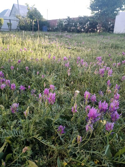The image captures a close-up view of a dense field of purple wildflowers and green foliage, set against a backdrop of a rural residential area. In the background, there are houses with gray roofs, a white fence, trees, and a brick wall covered with white flowers, suggesting a garden or yard. The sunlight illuminates the scene, casting a warm glow on the flowers. The location is identified as Blizhnii Khutor, Moldova. There are no people or animals visible in the image. The overall impression is one of a peaceful, natural setting within a residential environment.