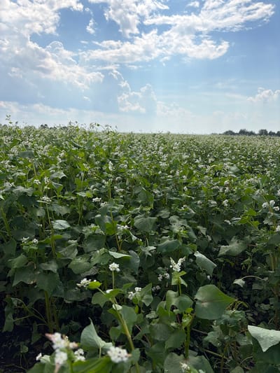 The image depicts a vast field of buckwheat plants in bloom, with numerous small white flowers dotting the lush green foliage. The field stretches towards the horizon, where a line of trees is visible under a bright, partly cloudy sky. The foreground is filled with the dense growth of the buckwheat plants, some of which have water droplets on their leaves, suggesting recent rain or dew. There are no people or animals visible in the image. The scene is set in Nalobikha, Russia, a rural area characterized by agricultural landscapes.