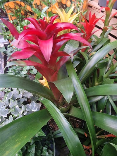 The media file is a close-up, top-down shot of several plants, primarily bromeliads, in what appears to be a garden center or nursery setting. The dominant subjects are the vibrant red and pink bracts of a bromeliad in the foreground, which are sharply in focus. Behind this, larger, glossy green leaves of other bromeliads fill much of the frame, creating a dense, layered effect. Scattered amongst the greenery are hints of yellow and orange from other blooming plants. The background shows some wooden planks, possibly part of a display or structure, and patches of ivy and soil.
No people or animals are visible. There is no discernable activity taking place; the image captures a static botanical display. Notable details include the rich, saturated colors of the bromeliad flowers, the high contrast between the dark green leaves and the bright red bracts, and the soft lighting which suggests an indoor environment or an overcast day outdoors. The location context of Wootton, United Kingdom, does not provide specific visual cues within the image itself. There is no visible text in the media file.