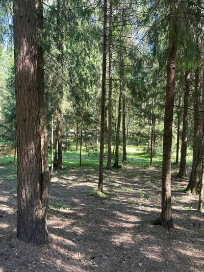The image shows a forest of coniferous trees, likely pine or spruce, in Махра, Russia. The trees are arranged in rows, suggesting a managed forest. The ground is covered with leaf litter and some patches of green vegetation. Light filters through the trees, creating shadows on the ground. In the distance, there's an area of brighter light and what appears to be a wooden fence. No people or animals are visible. The scene depicts a peaceful, sun-dappled forest setting.