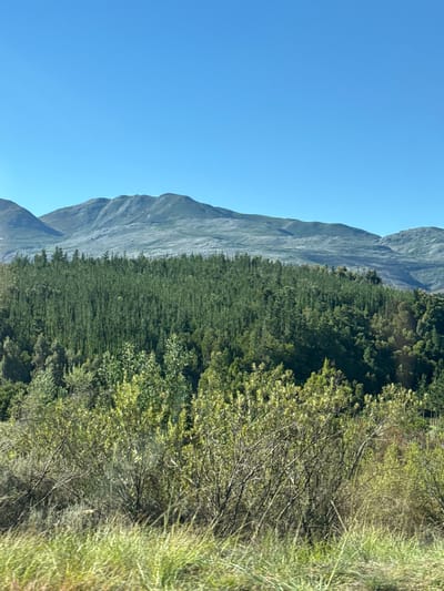 This image captures a vast natural landscape in Theewaterskloof Nu, South Africa, featuring mountains, forests, and foreground vegetation under a bright, clear blue sky.
In the background, a long, rugged mountain range stretches horizontally across the frame, displaying grey-green, rocky slopes that appear weathered and ancient. Immediately in front of the mountains, a dense forest forms a dark green band across the mid-ground. The trees in this forest appear tall and uniform, likely coniferous, creating a stark line between the mountainous terrain and the foreground elements.
The foreground, especially towards the right side, is filled with varied vegetation. This includes lighter green bushes with visible branches and foliage, as well as taller, wilder grass and reeds with a golden-green hue, suggesting an uncultivated area. The upper portion of the image is dominated by a clear, vibrant blue sky, devoid of clouds.
No human activity or specific event is taking place; the scene is a static depiction of nature. The bright and even illumination, combined with the clear sky, indicates it is daytime, likely mid-morning to early afternoon, with the sun high overhead. The weather appears sunny and pleasant. The scene evokes a sense of natural grandeur and tranquility. No text is visible in the image.
