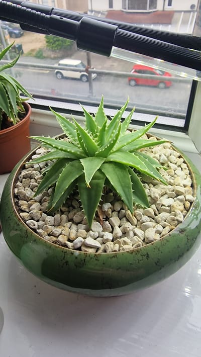 An aloe vera plant is potted in a wide, shallow, glossy green ceramic pot. The pot is filled with small, light-colored pebbles, and the plant's green, succulent leaves, edged with white spines, rise from the center. The pot sits on a white windowsill. Behind the pot, a window looks out onto a street scene in Llandudno, United Kingdom. Through the window, several cars are visible: a white hatchback, a red hatchback, and further in the distance, other vehicles and buildings. Above the window, a black grow light fixture is mounted. The overall impression is of an indoor plant being kept under artificial light, with a glimpse of the outside world.