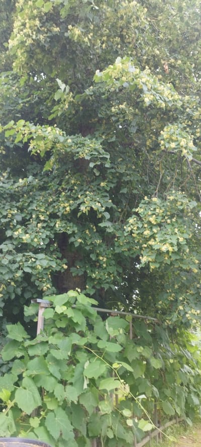 The image depicts a densely foliated tree, likely a linden tree, with abundant small, pale yellow blossoms. The tree's trunk is thick and rough-barked, partially obscured by its branches and leaves. In the foreground, a network of green vines with large, heart-shaped leaves covers a rustic metal fence and a wooden post. The overall impression is one of lush, overgrown vegetation in a natural setting. The location is specified as Сінькоўскі сельскі Савет, Belarus, suggesting a rural or semi-rural environment. No people or animals are visible in the scene.
