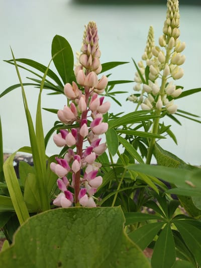 The image displays a close-up view of two flowering lupine plants against a light blue background. The plant in the foreground features tall, conical flower spikes with delicate pink and magenta petals. The plant in the background has similar flower spikes, but they are a pale cream or white color. Both plants have lush green foliage, characterized by palmate leaves. The lighting suggests an overcast day. There are no people or discernable human activity. The scene appears to be an outdoor garden setting. There is no information within the image to indicate a specific location in Денисово, Russia.