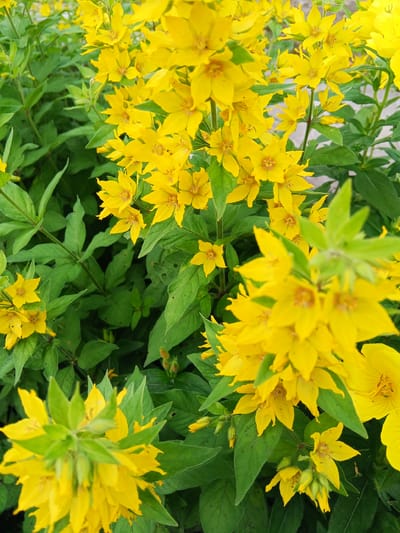A close-up, eye-level shot captures a dense cluster of bright yellow flowers with green foliage. The flowers are star-shaped with five pointed petals and some show a slightly darker, reddish-orange center. The blooms are in various stages of openness, with some tightly furled buds visible. The leaves are lance-shaped and a vibrant green. The background is a soft blur of more greenery, suggesting a garden or natural setting. There are no people, animals, or man-made objects visible in the frame. The overall impression is one of abundant, lush growth. The image is well-lit, with natural light illuminating the flowers. This scene is consistent with a garden in Panino, Russia, during the blooming season.