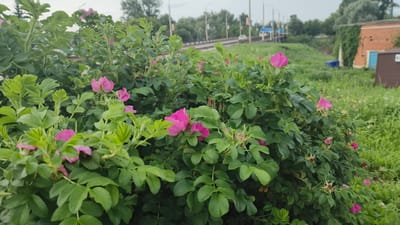 The image depicts a close-up view of a dense bush with bright pink roses and abundant green foliage. The roses are the primary subject, with several in bloom and some in bud. The bush occupies the foreground, creating a natural frame.
In the background, a slightly out-of-focus scene unfolds. A grey, overcast sky suggests the time of day is likely late morning or afternoon. A road with a bridge is visible in the mid-ground, with a few vehicles and lampposts lining it. Beyond the road, a line of trees forms a green barrier. To the right, a brick building with a blue door and a brown wooden structure are partially visible, situated amongst overgrown green grass and weeds. The overall environment appears to be an outdoor, possibly semi-urban or roadside setting. No people or animals are visible in the image. The scene is static, focusing on the natural beauty of the rose bush. The location is identified as Buguruslan, Russia.