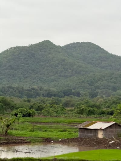 The image shows a rural landscape in Saphale, India. A large, densely vegetated mountain dominates the background, with a cloudy sky above. In the middle ground, there are terraced rice paddies, some filled with water and mud, and others covered in green grass. A small, rustic wooden structure with a corrugated metal roof is situated on a mound of earth in the foreground, to the right. A single tree with sparse foliage is visible to the left of the structure. The overall impression is one of a tranquil, agricultural setting, possibly after or during monsoon season given the wet fields.