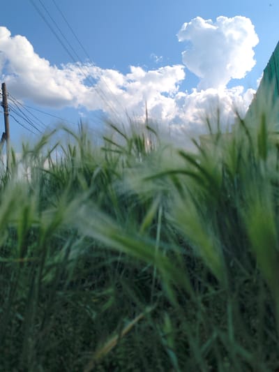A low-angle, close-up shot captures a field of green, feathery grass in the foreground, blurred and out of focus. The background reveals a bright blue sky dotted with fluffy white clouds. To the left, a wooden utility pole with multiple wires extends upwards. In the upper right corner, a portion of a green fence is visible. The overall scene suggests an outdoor environment, possibly a park or open field, with elements of urban infrastructure present. The specific location in Zerendi, Kazakhstan is not discernible from the visual information alone.