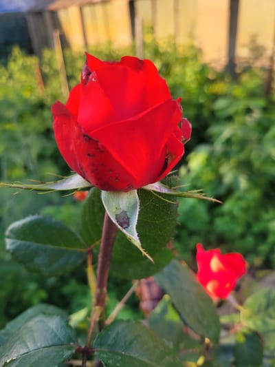 A close-up, rotated outdoor shot focuses on a vibrant red rose bloom, slightly to the left of the frame. The rose is in profile, with its petals unfurling. Dark spots are visible on the petals of the main rose. To the right and slightly behind, another red rose is partially visible, out of focus. The background consists of blurred green foliage, suggesting a garden or natural setting. To the far left, a portion of a yellow structure with horizontal lines, possibly a fence or wooden siding, is also out of focus. The lighting suggests it is daytime, with soft, natural light illuminating the scene. The setting is Belaazyorsk, Belarus. No people or text are visible in the image.