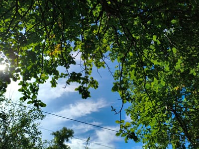 An upward view of a tree canopy against a bright blue sky with wispy white clouds. The sun is visible through the leaves on the left side of the image, creating a lens flare. Dense green foliage fills the top and right portions of the frame, with branches crisscrossing the sky. A dark power line stretches diagonally across the lower center of the image, from the left edge to the right edge. In the lower left corner, a sparse tree with fewer leaves is visible, and in the lower right corner, the upper portion of another dense green tree is present. The scene appears to be in an outdoor, natural environment, possibly a park or residential area, given the presence of the power line and the mix of tree types. The specific location of Мунайка, Russia, cannot be determined from the visual information alone.