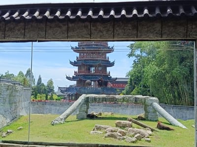 In the city of Suka Makmur, Indonesia, a zoo enclosure is visible through a glass pane. The enclosure features a grassy area with scattered rocks and a large, fallen tree trunk. In the background, a multi-tiered, traditional East Asian pagoda-style building stands prominently. To the right of the pagoda, a dense bamboo forest is present. The enclosure appears to be designed to mimic a natural habitat. One bear is seen resting on the grass in the foreground, while another is partially visible near the rocks. The scene is under a clear blue sky.