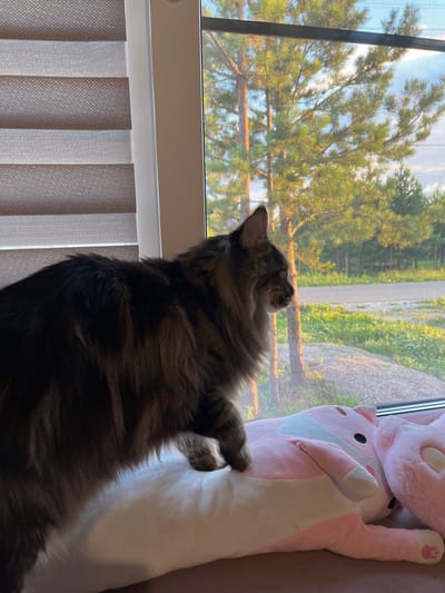 A long-haired tabby cat with dark fur is perched on a window sill, looking out at a sunlit natural scene. The cat's head and part of its body are visible, with its back to the camera, gazing towards the window. Beside the cat is a large, pink stuffed animal, possibly a cat or bunny, with white accents. The window offers a view of trees with green foliage and a bright sky, suggesting daytime. The light filtering through the trees and the sky indicates it's likely late afternoon or early morning. In the foreground, vertical blinds with a textured pattern in shades of beige and white partially cover the lower portion of the window, providing a sense of indoor setting. The overall mood is peaceful and contemplative, as the cat observes the outdoors.