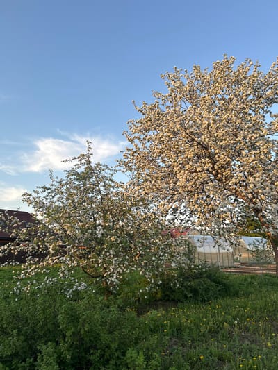 The image shows two flowering trees in Bashur, Russia. The tree on the left is larger and has dense white blossoms. The sky is blue with wispy white clouds. A smaller flowering tree with white blossoms is to the right, bordering green bushes, grass, and yellow flowers. A greenhouse is in the background. Part of a red brick building is visible at the bottom of the image.