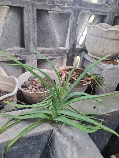 A view from above shows several white pots holding aloe vera plants. The pots are arranged on and around a gray, concrete block wall with a geometric, open design. The aloe plants have long, green, pointed leaves. Some leaves exhibit brown spots or discoloration. The plant in the central pot appears healthy and full, while others are smaller or more sparse. Small brown pebbles cover the soil in some pots. A dark, blurry object is visible in the lower right corner.