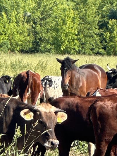 The image shows a group of farm animals, including cows and a horse, standing in a field with green trees in the background. The animals are of various colors and patterns. The lighting suggests it is daytime, and the environment appears to be rural. The scene is likely in Dubrovitsy, Russia, a location known for its agricultural landscape and estates.