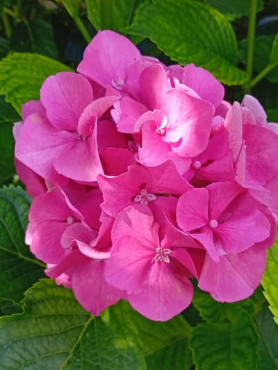 A close-up, overhead shot captures a vibrant pink hydrangea bloom against a backdrop of lush green leaves. The flower's delicate petals, tinged with lighter hues in their centers, are clustered together, creating a full and rounded shape. The surrounding leaves, some brightly lit and others in shadow, add depth and texture to the scene. This image was taken in Murten, Switzerland.