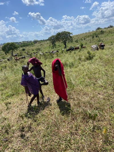 Three individuals, possibly of the Maasai tribe, are depicted in a field. One is wrapped in a bright red cloth, while another wears a checkered shirt. They each hold a stick. In the background, there is a herd of livestock grazing on a grassy plain, extending towards a tree-dotted horizon under a sky with scattered clouds.