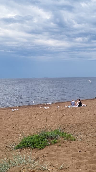 This is a vertical, eye-level, medium shot of a beach scene in Ushkovo, Russia. The sky is overcast with dark, grey clouds. The sea is calm and a dark blue color, with a distant line of ships visible on the horizon. The beach is sandy and brown. In the foreground, there is a patch of green grass growing on the sand.
On the beach, there are three people having a picnic. They are sitting on a blanket. Two of the people appear to be women, and one is a man. They are facing away from the camera, towards the sea. There are several seagulls flying around the beach and near the water.