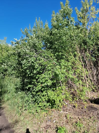 The image shows a dense thicket of green trees and bushes under a clear blue sky. The foliage is lush and varied in shades of green, with some trees appearing taller and more mature than others. The ground beneath the trees is a mix of dry grass, dirt, and some scattered debris. A dirt path is visible on the left side of the image. The lighting suggests it is daytime, with shadows indicating the sun's position. There are no visible people or structures in this image. The scene is located in Kashgar City, China.