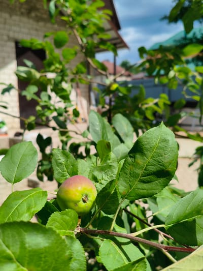 An unripe apple, tinged with red and yellow, hangs from a branch amidst lush green leaves. In the blurred background, a light-colored brick building and a fenced yard are visible, suggesting a residential area in Kotovsk, Russia. The sky overhead is a vibrant blue with scattered clouds.