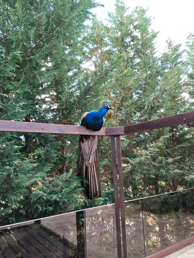 A peacock perches on a wooden railing, its iridescent blue feathers contrasting with the brown wood. Green trees fill the background. A glass railing is visible below the wooden railing. This location is in the city of Krasnovo, Bulgaria.