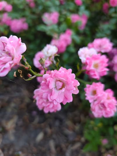 In the city of Stryków, Poland, a close-up, shallow depth-of-field photograph captures a cluster of small, bright pink roses in bloom. The focus is on a few roses in the foreground, with delicate petals and visible stamens. A faint spiderweb is present, attached to a thorny stem. The background is a soft blur of more pink roses and green foliage, suggesting a garden setting. The ground is visible in the lower portion of the frame, appearing as dark, dry earth with scattered organic debris. No people or animals are present. The lighting is soft, indicating an overcast day or diffused sunlight.