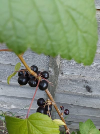 The image displays a close-up view of a branch laden with blackcurrants, set against a weathered wooden fence. The berries are dark purple, almost black, and clustered together on thin reddish stems. Several green leaves, one prominently in the foreground and another out of focus in the background, partially obscure the view of the fence and the berries. The fence itself is constructed of horizontal wooden planks, showing signs of age and weathering with visible grain and some cracking. The lighting suggests an outdoor setting, likely during daylight hours. There are no people or animals visible in the image. The scene is focused on the plant and its fruit, with the fence serving as a neutral backdrop. The specific location in the city of Canterbury, United Kingdom cannot be determined from the visual information alone.