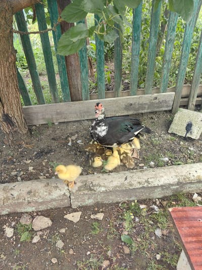 The image depicts a Muscovy duck with a red warty face and black and white plumage, resting on the ground surrounded by a clutch of approximately ten downy ducklings. Some ducklings are yellow, while others have brown and yellow markings. The duck and ducklings are situated in an outdoor environment with a weathered wooden fence in the background and a tree trunk to the left. The ground is composed of dirt, small stones, and scattered dry leaves and feathers. A concrete ledge runs along the bottom of the frame, with a single yellow duckling perched on it in the foreground. To the right, a concrete block with a black mark is visible. The environment appears to be a rural or semi-rural setting, consistent with a location in Soluno-Dmitrievskoe, Russia. There are no humans present in the image.