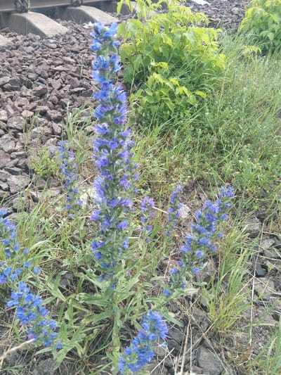 The image depicts a patch of ground with railroad tracks and ballast in the upper left portion of the frame. Several tall, spiky blue flowers, likely Viper's Bugloss (Echium vulgare), are in bloom, interspersed with green grass and some smaller yellow wildflowers. The vegetation is dense in some areas, particularly to the right of the flowers. The overall scene appears to be an uncultivated area adjacent to a railway line, consistent with the outskirts of Berdychiv, Ukraine, where such natural growth often occurs alongside infrastructure. No people are visible in the image.