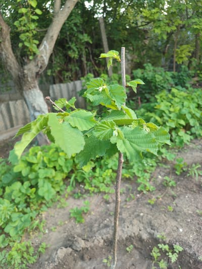 The image shows a young sapling with green leaves growing in a garden. The sapling is planted in dark soil, and there are other green plants and trees in the background. The overall impression is one of a natural, outdoor setting, likely in a residential area. The image does not contain any individuals or specific landmarks that would help to identify the precise location within Grigoriopol, Moldova.