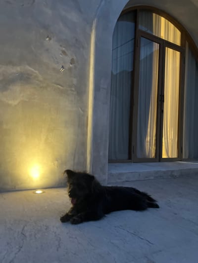A dark-haired dog with its tongue out lies on a light-colored, textured surface in front of a wall illuminated by a bright yellow light. To the right of the dog is a tall, arched window with wooden frames, covered by sheer white curtains that are lit from behind. The overall scene is dimly lit, suggesting it is either dusk or nighttime.