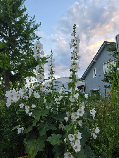 In the city of Höxter, Germany, a cluster of tall, white hollyhock flowers stands in the foreground. These flowers are on tall stalks with large green leaves and are in various stages of bloom. Behind the flowers, a gray house with a pitched roof is visible. A large green tree with fan-shaped leaves is on the left side of the frame. The sky is filled with dramatic clouds, some of which are illuminated by the setting sun. The overall impression is a naturalistic garden scene with a residential building in the background.