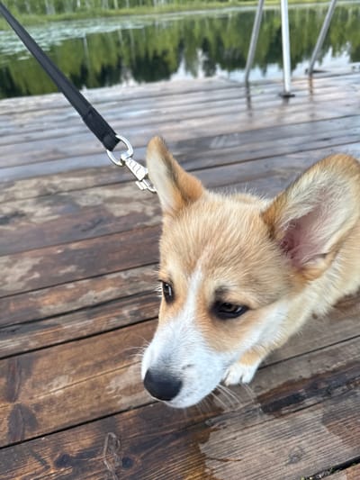An outdoor, close-up, eye-level shot features a light brown and white corgi puppy on a wet wooden dock. The puppy is facing left, with its head angled slightly towards the camera. Its large, alert ears are perked up. The dog is wearing a black leash with a silver clasp attached to its collar, which is not visible. The wooden planks of the dock are dark brown and appear damp, with some lighter streaks and darker knots visible. In the background, out of focus, is a body of water reflecting trees. The overall lighting suggests an overcast day. The location is identified as Pchelka, Russia, though no specific urban features are discernable in the image.