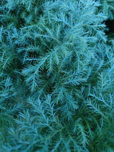 The image is a close-up, overhead shot of dense, feathery evergreen foliage, likely a type of conifer with needle-like leaves. The color palette is dominated by shades of deep teal and muted green, with some areas appearing almost blue due to lighting or the plant's natural coloration. The texture is intricate and layered, with countless small branches and needles creating a sense of depth and volume. There are no people, animals, or discernible man-made objects in the frame. The background is dark and indistinct, suggesting the foliage is either growing in shade or the image is focused solely on the plant's details. There is no information available to place this specific image within the Дзешчанскі сельскі Савет, Belarus, or any other specific geographical location.