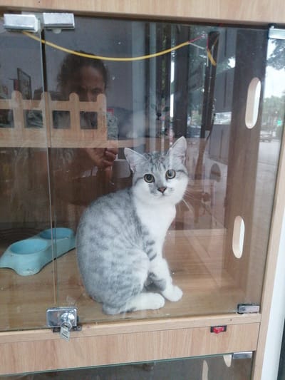A gray and white tabby cat is inside a glass enclosure with a wooden frame. The enclosure has a key lock on the bottom left corner. A blue, two-section dish is visible inside the enclosure near the left side. A person's reflection is visible in the glass, possibly taking a photo of the cat. Outside the enclosure, the background shows a street with trees and a vehicle. The location is Ha Tu Ward, Vietnam.
